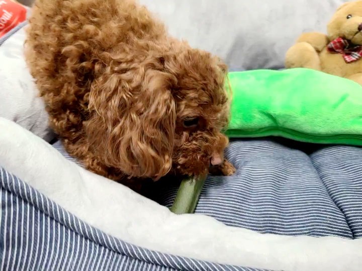 #협찬 lapog_official #라포그 #코어덴탈츄
꾸준히 애용 중인 개껌 들고와서 추천하는 오늘,
바로바로 라포그 코어덴탈츄~

적당히 부드러워서 치아 약한 강아지들에게도
무리가 없다규♥

기호성 갑이라서 우리 강아지 최애 간식이라규!
#강아지덴탈깜 #강아지껌 #개껌 #애견간식 #강아지치석제거 #강아지양치 #강아지치석제거