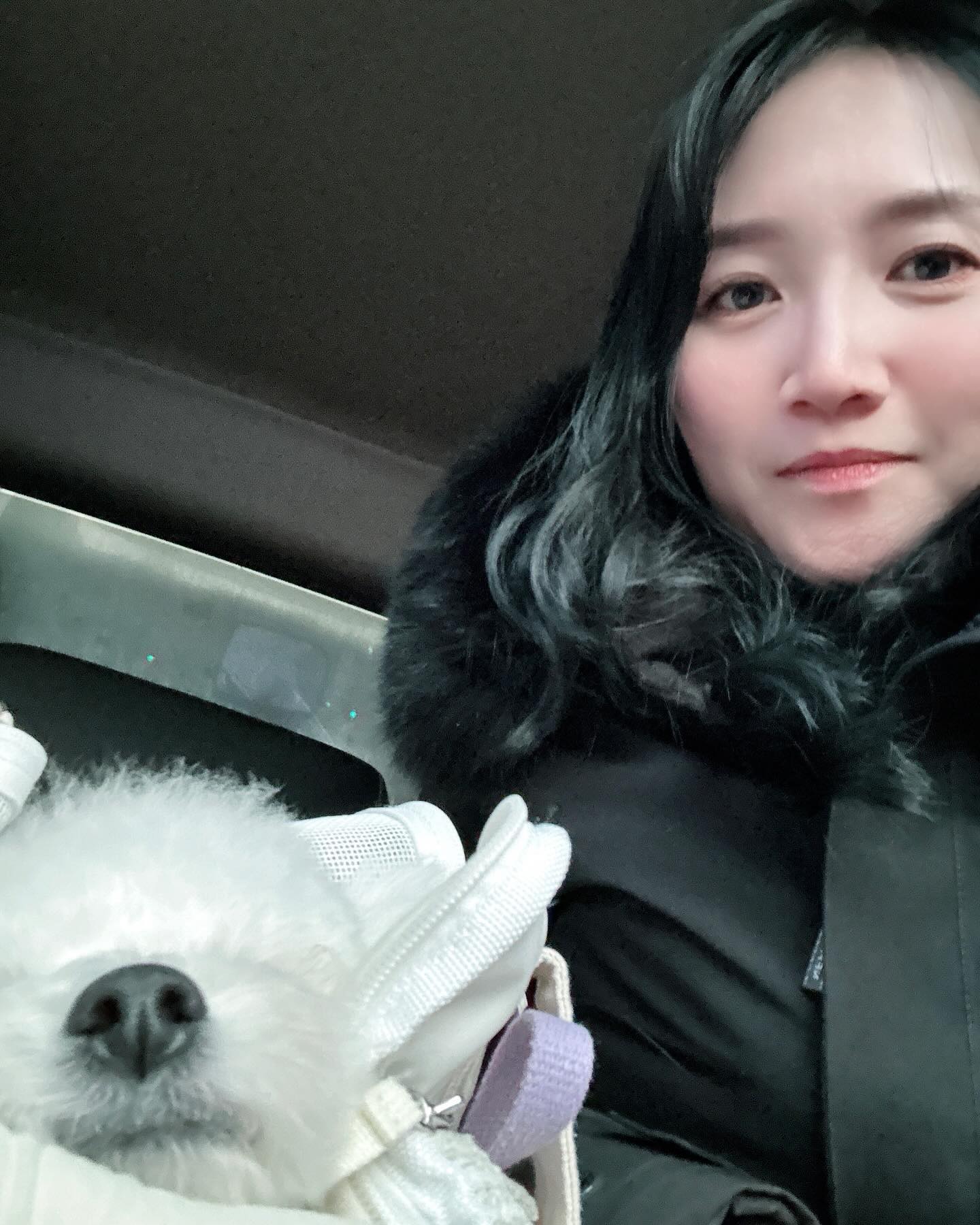 ◡̈ 

집 돌아오는 길 
차에서 잠든 뿌숑이 

지금 바로 이 순간의 찰나에서
오늘은 또 어떤 행복을 찾아볼까

#지금 #여기 #우리 #winterdream #💜
#예쁜나의비숑과함께 #어느날찾아온비숑프리제