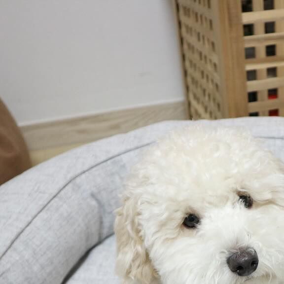 모델견 단지 on Instagram: "#협찬 #puroom #푸름 몸이 커지면서 전에 집이 작아졌는데 슬개골 걱정없는 쿠션이 생겼지 모야 🐶 인테리어에도 좋고 간식도 위에서 야무지게 먹고 잠도 잘오는 쿠션