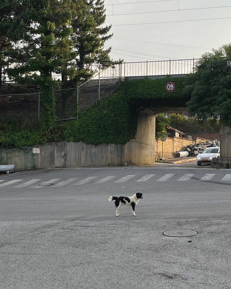콘텐츠