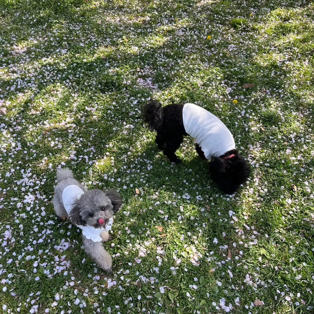 코먹어??
#실버푸들 #블랙말티푸 #산책 #꽃놀이