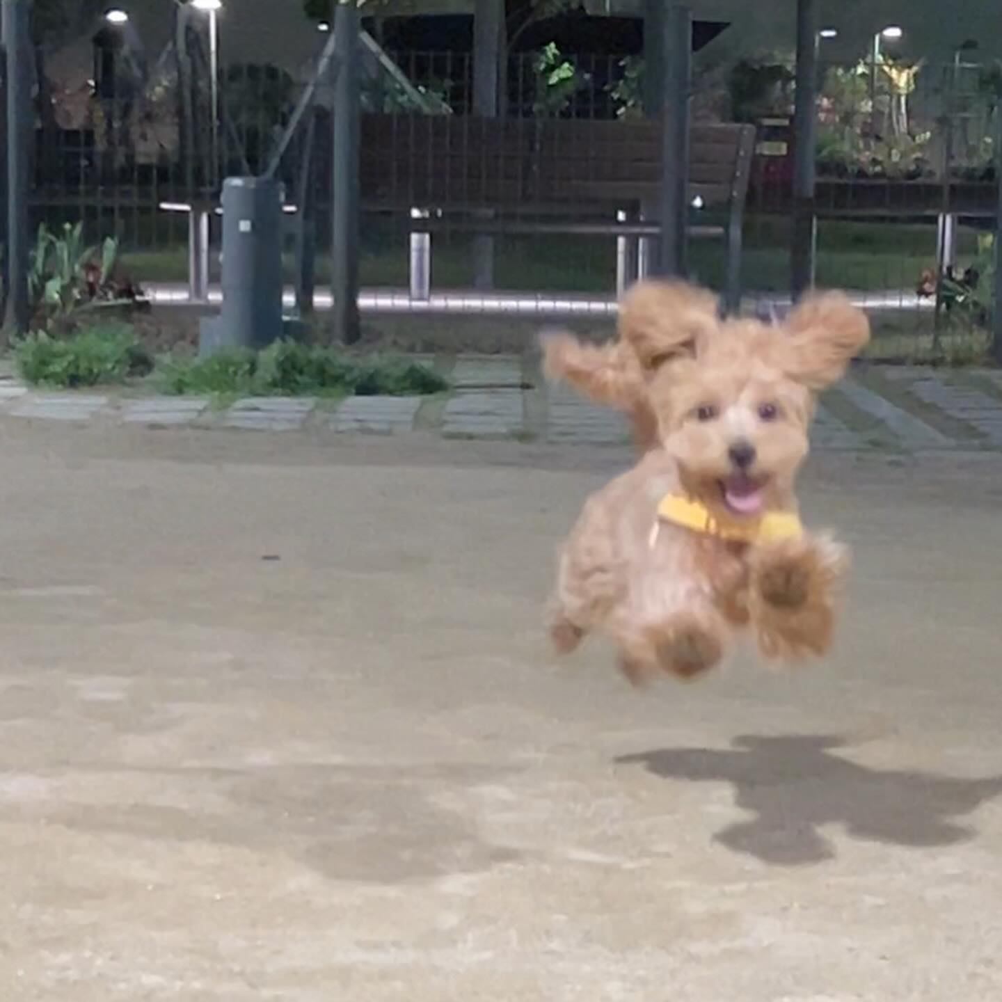 🐶 미루 🐶
