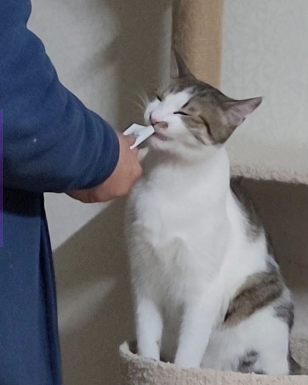 아빠와 김봄의 
공생관계 🐈 ᩚ 
츄르하나로 행복한 둘