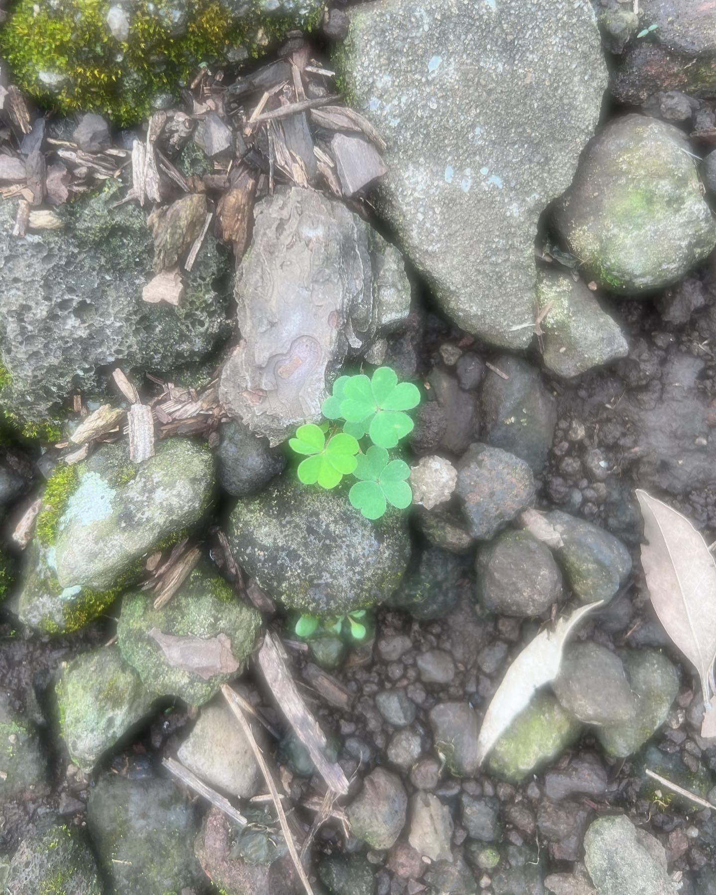 늦은 제주 ☘️