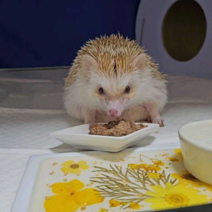 응꼬🦔ᵉᵘᶰᵍ ᵏᵏᵒ
앞발이랑 나눠먹기
•
•
•
•
#응꿍뿌쏘 #PetsofInstagram #Hedgehogs #HedgehogLovers #hedgies #pet #hedgie #hedgehogs #erizo
#반려동물 #집사 #고슴도치 #고슴도치그램 #똥싸는선인장 #hedgehog #ハリネズミ #ペット #hérisson #amazonpets #hedgehogcommunity #instagram #daily #follow4followback #좋아요 #팔로우 #likelike #fff #instagood #instadaily #amazonpets