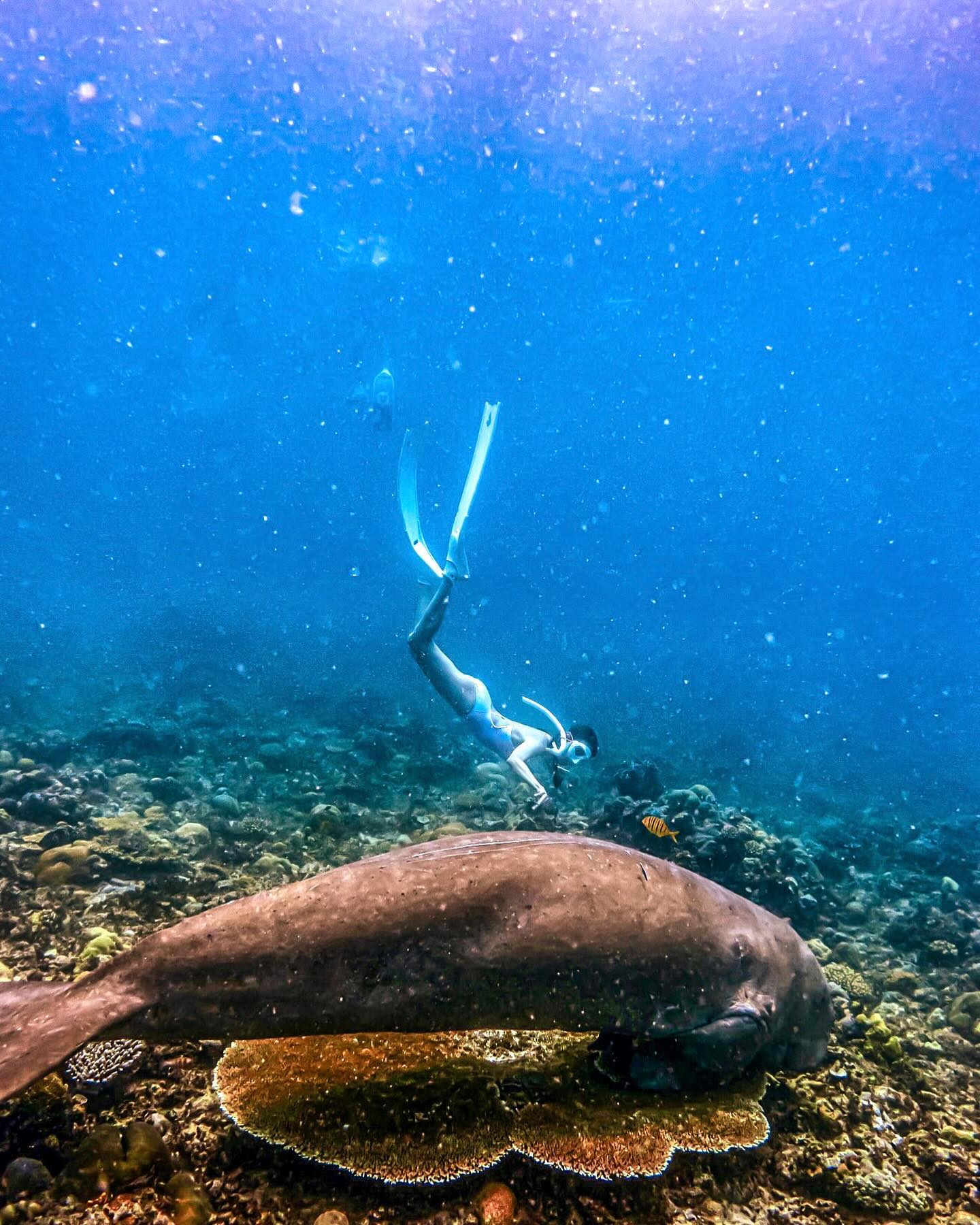 귀엽고 멋진 듀공이🐳🐋

bornto_dive 본투다이브 in Coron 🩵