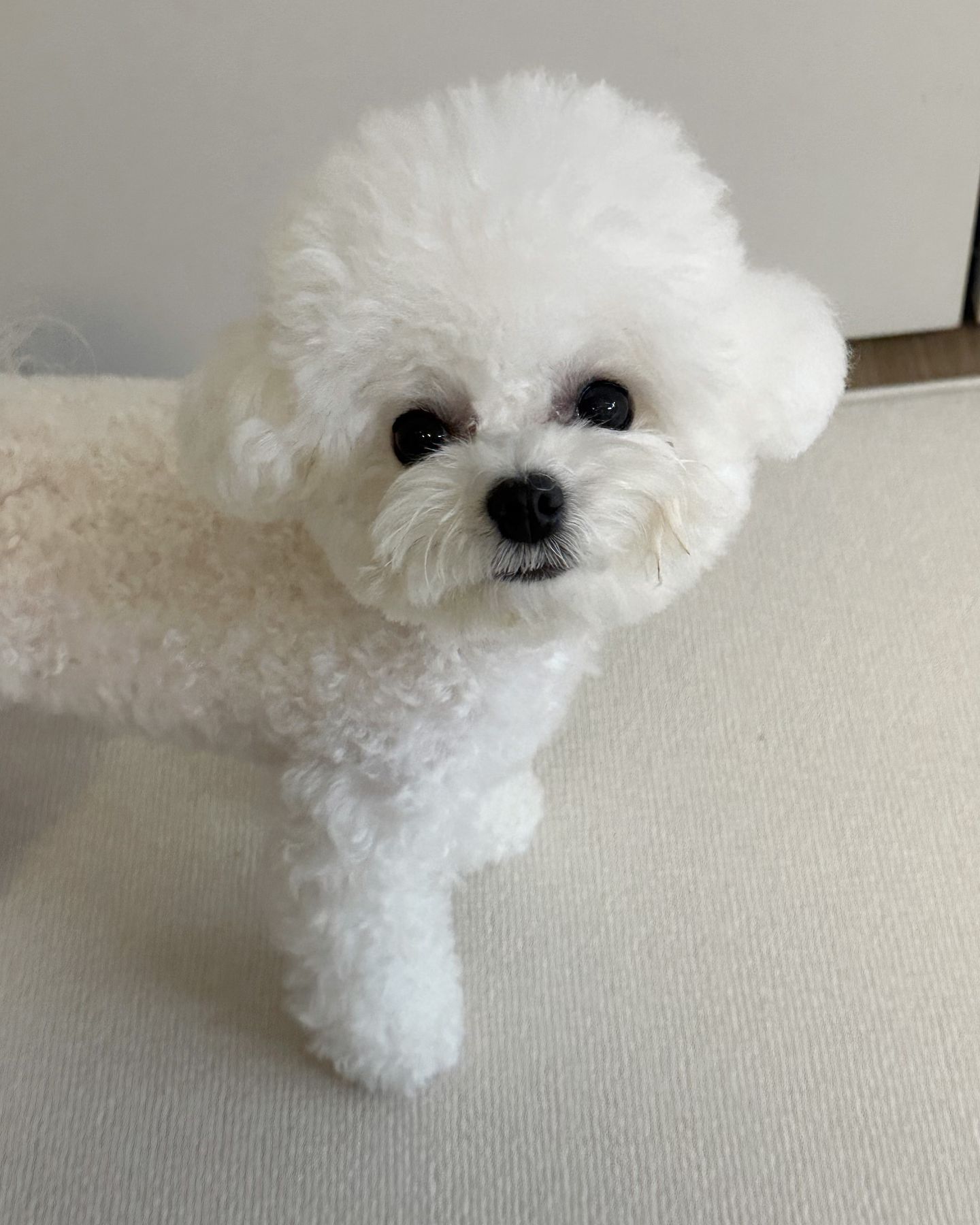 내일 수술하러 병원 갈 준비주우우웅🖤

울엄망 밥챙기구 개구리챙기고 유산균챙기고
압빠냄시베인 담요챙기고, 장난감챙기고

입원실쌤들 박카스 드시다가
로또 한번이라도 더 봐달라고 사진붙이고
난리난리🤣

로또 씩씩하게 수술 잘하고올게에!!!!🫡 

.
.
.
.
#슬개골수술 #하루전 #나떨고있니