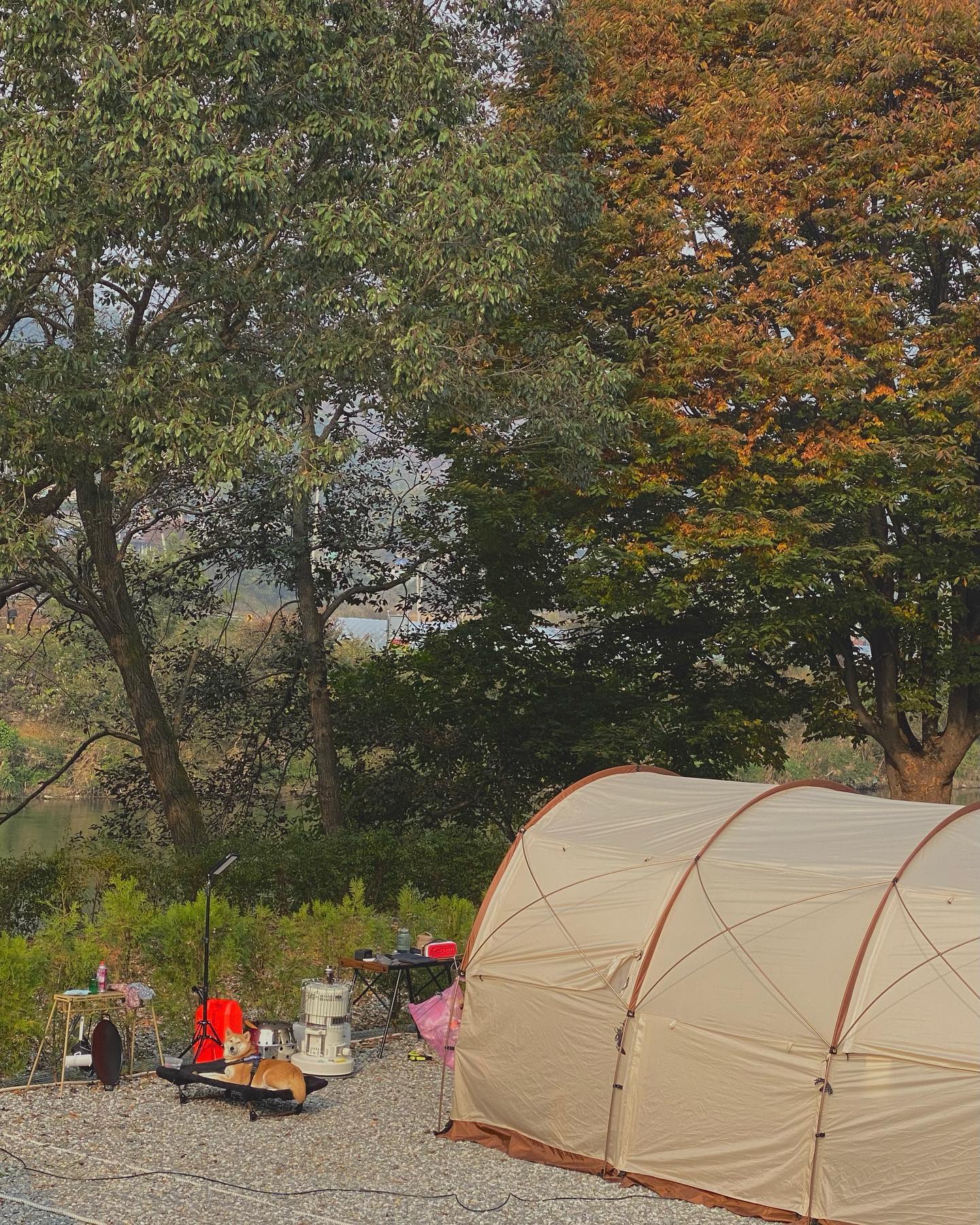근엄한 모모랑 가을캠핑🍁🏕️