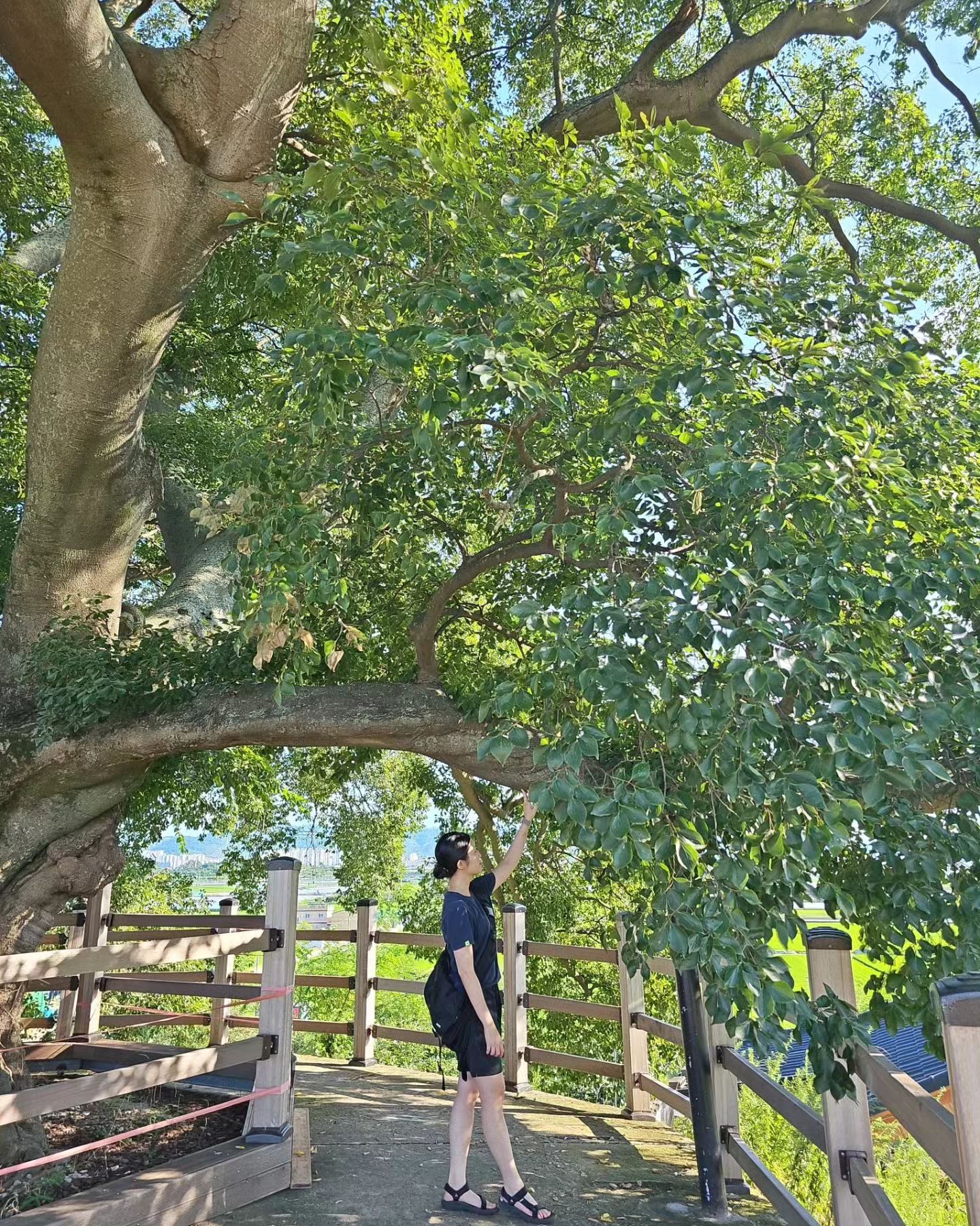 .
팽나무 🌳 진차 커.
#나더워죽어