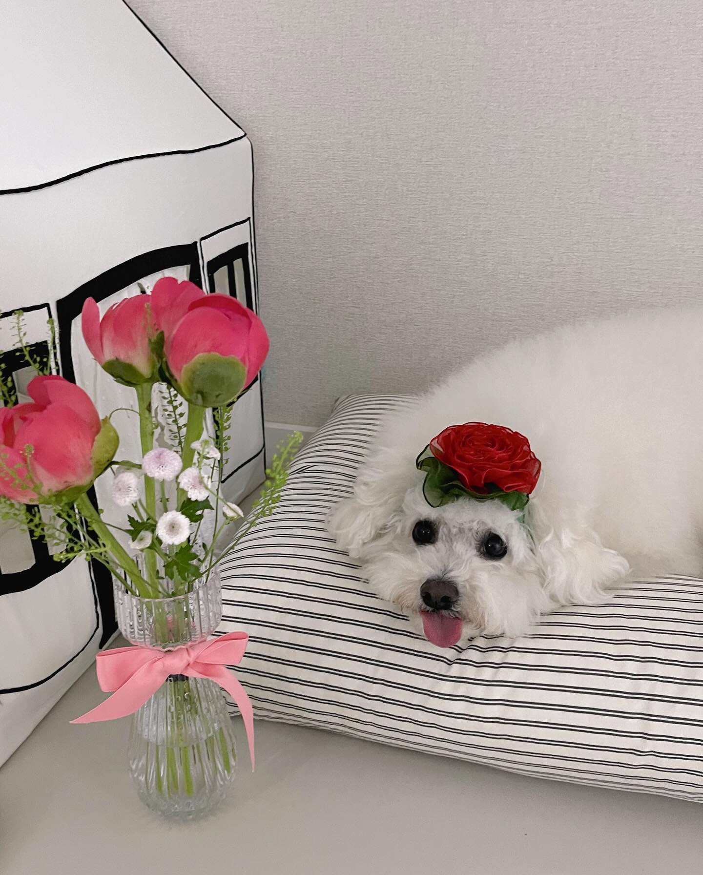 2024년 🌺앙네이션
귀염뽀짝🫶🏻청순가련
앙꼬는 존재 자체가 효도