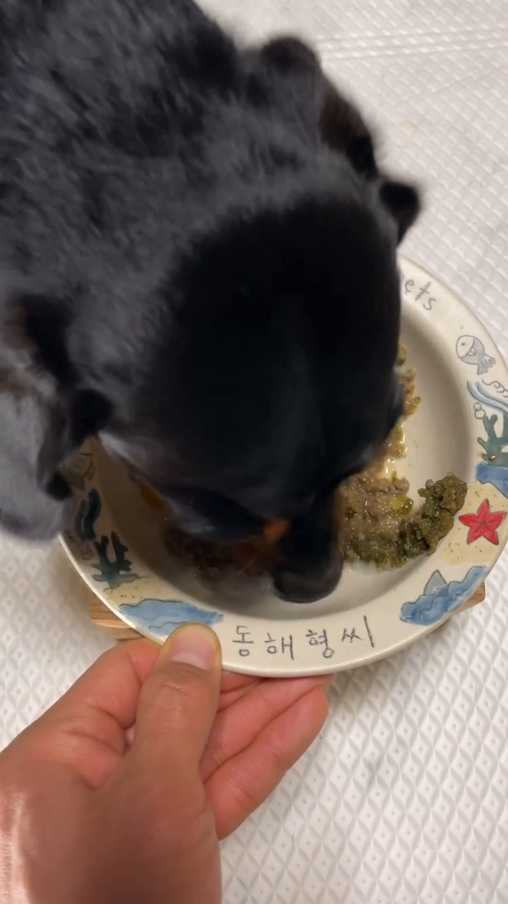 1구짜리 받힘을 사야겠다..
저거 미니 받힘이야 🤣🤣

#오밀오밀 #강아지화식 #댕댕이사료 #강아지사료 #반려견화식 #화식추천 #동해형씨 #강아지밥 #강아지밥그릇