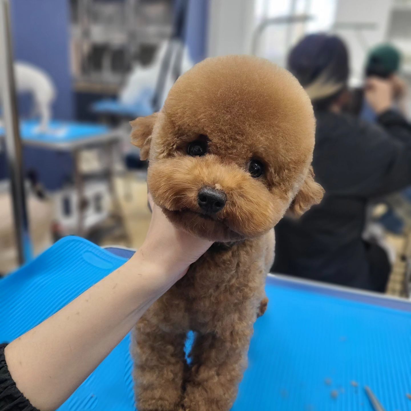 #양주애견미용학원
#원장직강
.
실견 실습 🐶
강아지 미용하라니까 왜 자꾸 인형을 만들어요 😍😍
추운날에도 열심히 ♡♡
.
 ✔️ 자격증 준비기간 동안에도 실무수업/펫미용 수업을 함께 진행합니다
✔️ 소수정예 1:1 개별수업으로 진행됩니다 
.
#원장님직강 #김형종교수님
#개인지도 #실견수업학원
#애견미용사자격증
.
#애견미용사2급 #애견미용사3급
#의정부애견미용학원 #동두천애견미용학원 #포천애견미용학원 #파주애견미용학원
#애견미용학원 #애견연맹 
#개인교습 #애견미용개인교습 #대형견미용
#꿈나무애견미용실 #양주애견미용 #펫미용학원 #펫미용