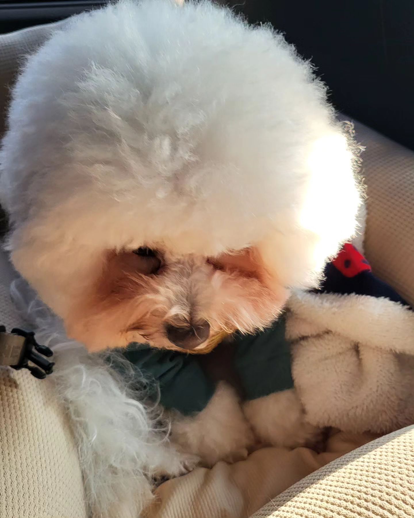 엄마 무릎을 탐내는 그

#눈치게임중
#엄마무릎지켜