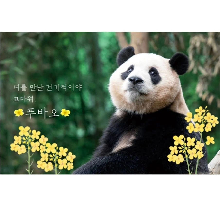행복 사랑둥이 건강하렴 🍀💕🐼

사진 출처 : everland

#fubao #푸바오 #에버랜드판다월드 #에버랜드푸바오 #에버랜드팬더월드 #everland #korea #panda #animal #pandaworld #farewell #farewellparty #miracle #love #behappy #happiness #행복이 #사랑이 #love #에버랜드
