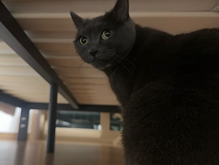 우리집 침대 밑에는….🐰🐨

#침대밑고양이 #회색고양이