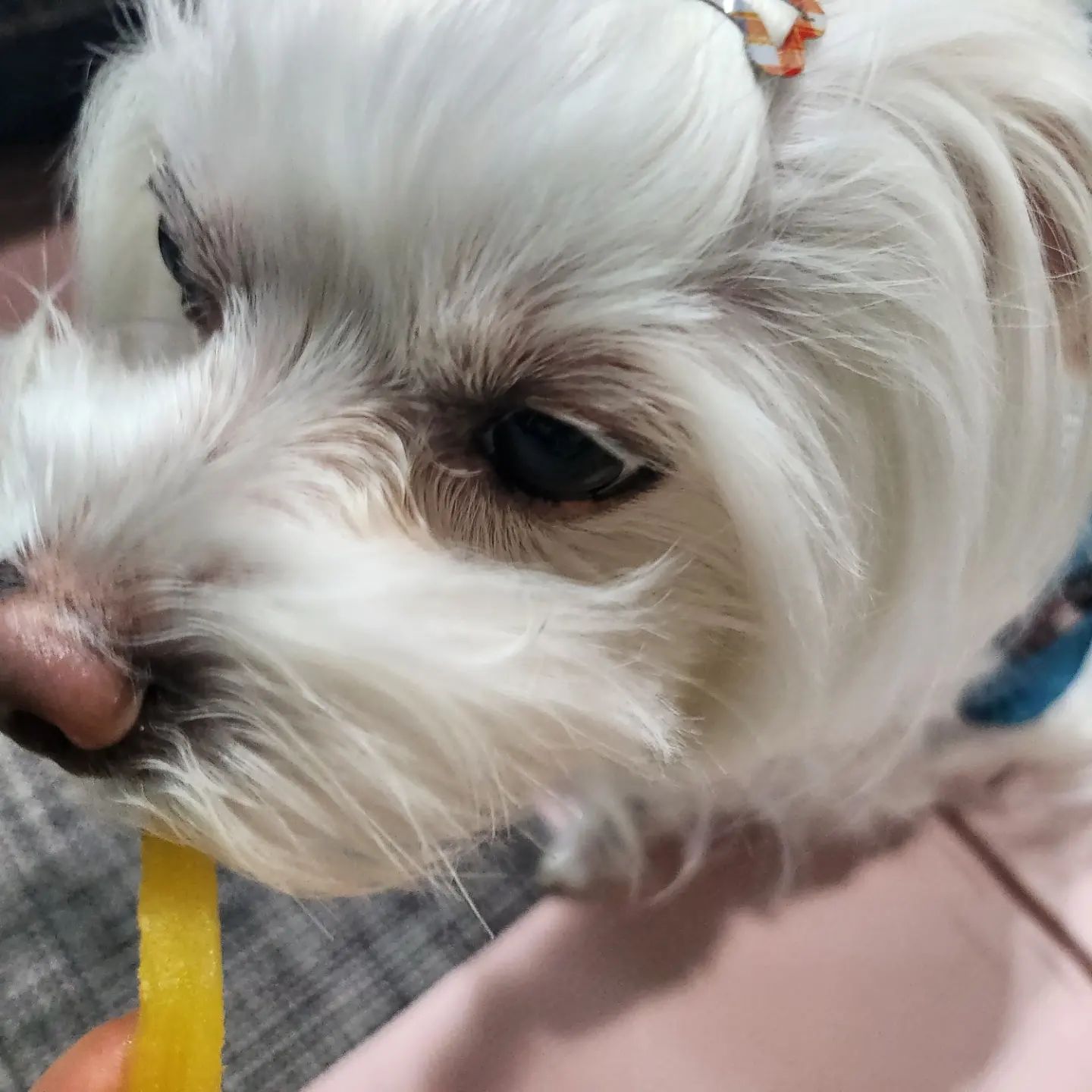 #엄마껌딱지 울해피 간식으로 
#고구마말랭이 정말정말
오랜만에 만들었다....

해피~ 맛있니?
#꿀고구마 구워서 말리니 더 맛있지

하루에 딱 3개만 먹자!!!

#말티즈일상
#내사랑해피
#일상기록
#행복한나날 
#긍정마인드