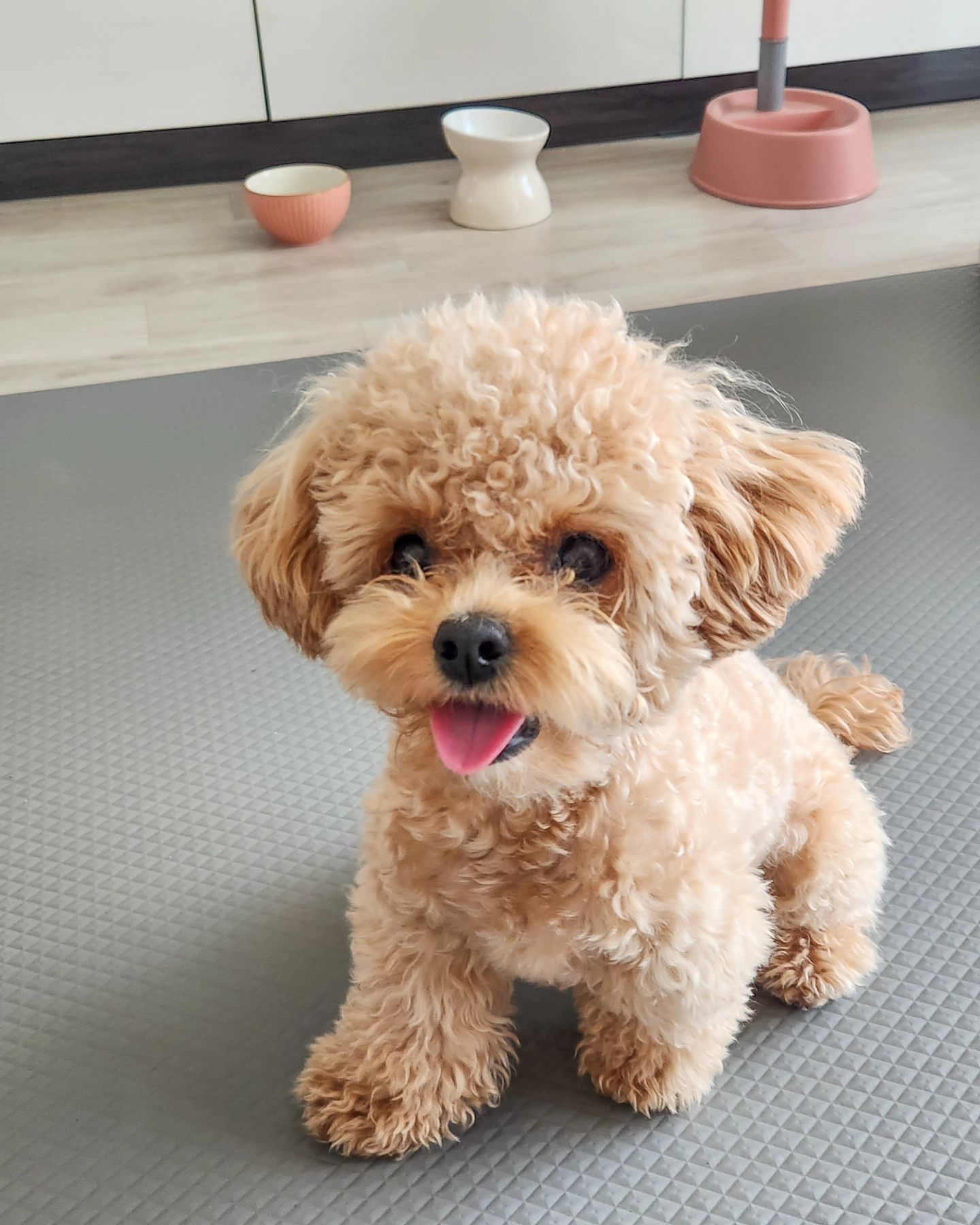 🐶 .

사진에서도 풍기는 꼬순내 가득 🩷 .

꼭 그렇게 항상 엄마 얼굴에 궁둥이 붙이고
개껌을 씹어야 하는거야? 🤣 .

세상에서 젤루 귀여우니 봐준당 🫶 .

.
.
.

#애견스타그램 #멍스타그램 #반려견
#댕댕이 #호두 #말티푸 #멍팔 #반려가족
#강아지 #강아지일상  #호두일상
#오늘의강아지 #doggy #doglife #instadog #maltipoo #cutedog #dogstagram #인천강아지
#말티푸그램 #petstagram #like
#인천맘 #동인천 #신포동 #댕스플라워케이크