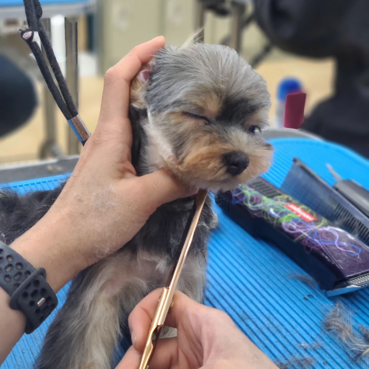 #양주애견미용학원
#원장직강
.
실견 실습 🐶
따뜻한 봄이라
강아지들도 미용하면서 조는 아이들이 많아졌어요 😍
.
 ✔️ 자격증 준비기간 동안에도 실무수업/펫미용 수업을 함께 진행합니다
✔️ 소수정예 1:1 개별수업으로 진행됩니다 
.
#원장님직강 #김형종교수님
#개인지도 #실견수업학원
#애견미용사자격증
.
#애견미용사2급 #애견미용사3급
#의정부애견미용학원 #동두천애견미용학원 #포천애견미용학원 #파주애견미용학원
#애견미용학원 #애견연맹 
#개인교습 #애견미용개인교습 #대형견미용
#꿈나무애견미용실 #양주애견미용 #펫미용학원 #펫미용