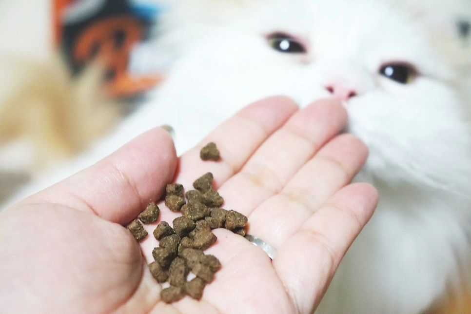 🌿네이버펫 앰배서더로 지원금을 받았지만 원하는걸 직접 골라 쓴 리뷰입니다🌿

반려묘는 중성화 이후 움직임이 현저히 떨어지게 됩니다.
그래서 다이어트 사료를 먹어 체중관리 해주는게 아이들의 미래에 위해서도 그리고 슬개골 안좋은 냥이들에게도 좋아요.

그럼 사료 선택을 어떻게 하는가? 중요한데
제가 소개하고 싶은 브랜드는 브리젠입니다.

기호성도 좋기도 하며 홀리스틱 등급이라 믿음직했어요🌿

🤔홀리스틱 등급이란?

통상적으로 육류의 비율이 높으며 부산물 등 사용하지 않았다는 것을 뜻합니다.

아무래도 반려묘의 경우 육식동물이다보니 육류가 많이 들어간 사료가 우리 아이들에게 좋기에 저는 고양이 다이어트 사료로
홀리스틱 등급이 좋다고 생각했어요.

알갱이가 작아서 급하게 먹지 않도록 슬로우식기로 급여하시는 것도 좋을듯해요

#브리젠 #네이버펫 #고양이 #반려묘 #반려동물 #캣 #스코티쉬스트레이트 #고양이사료 #고양이사료추천 #고양이다이어트