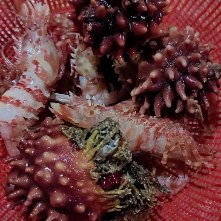 해물러버 파랑이🥰💦
#닭새우 🦐🦐💕 #꽃새우 🦐🦐🦐 
요놈참..#맛 #맛있겠다  꿀~~~~~꿀꺽 13마리 십만원 하..비싼ㅎ 😅😅

하..오늘 진짜 힘.들.다..버티쟈제발~~~낼까지만💖

#맛점 #가득드림 #코엑스맛집 # 한접시 깨끗이 비운건 #안비밀 😘., #먹부림 #삼성맛집  #맛 #맛있다 

내일도 어차피 힘들예정이니..행복한 마음감정으로 고💕
오늘도 #파이어아벤트 💕💕

당연하게 행복한 하루되시길 바래요~💖😊 . 
#travel #beautiful #dream 
.
버킷리스트 죽기전에 꼭 하고픈😇 
세계여행 세계일주 🤗
#day #happy #daily
#선팔맞팔 #맞팔 
고고 바로 놀러갈께요~~~🤗😇
.
#좋반 #맞팔 #job #mc #팔로우 #3f4f #fff #likeforlikes #ınstagood #daily #ootd