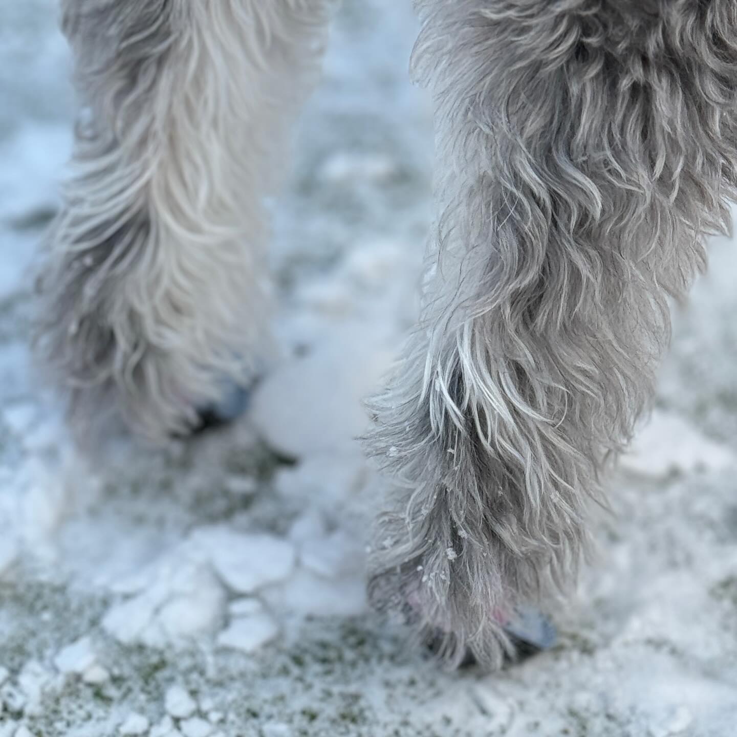 ☃️❄️
