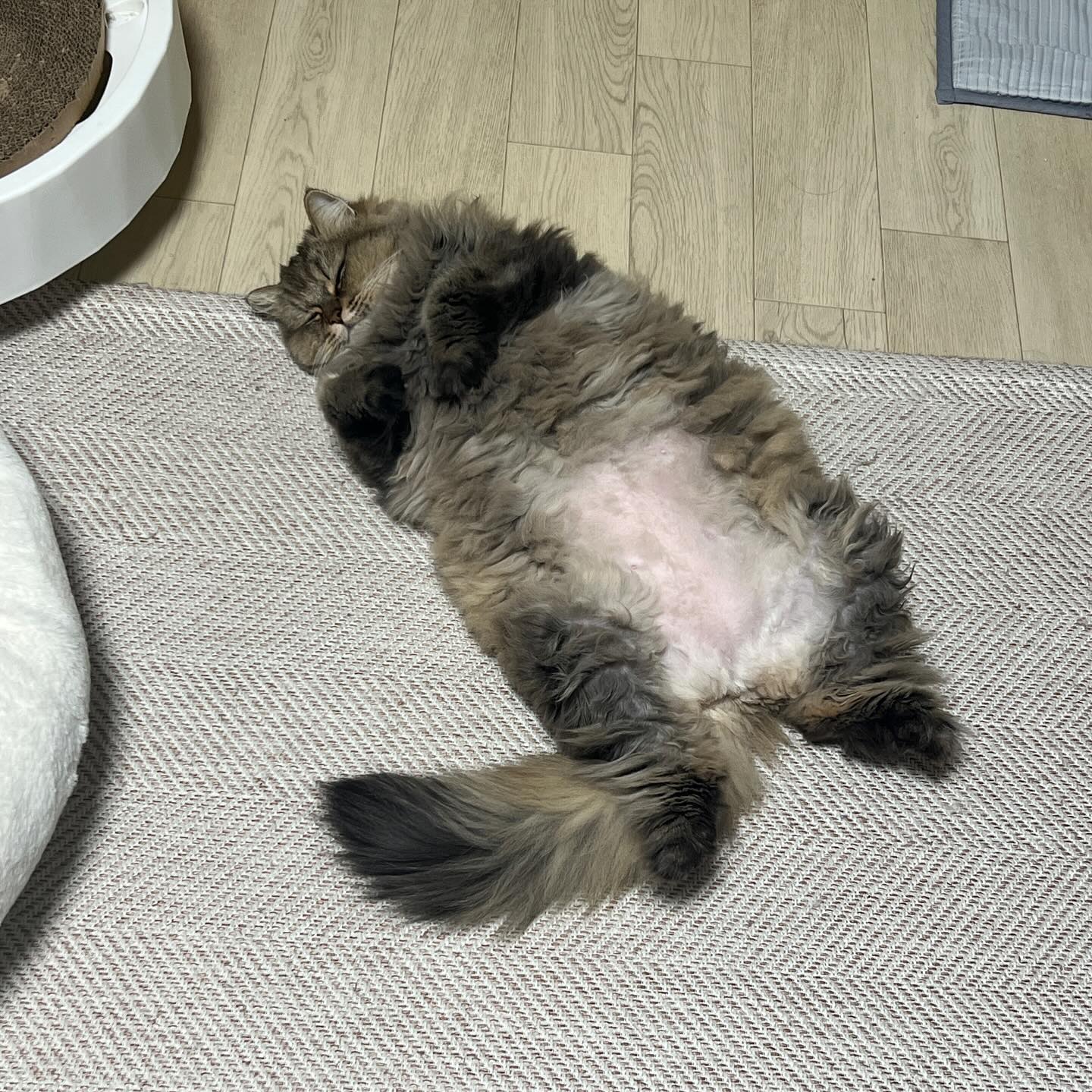 방바닥 러버

#왕뚱에게가려진뚱땡이