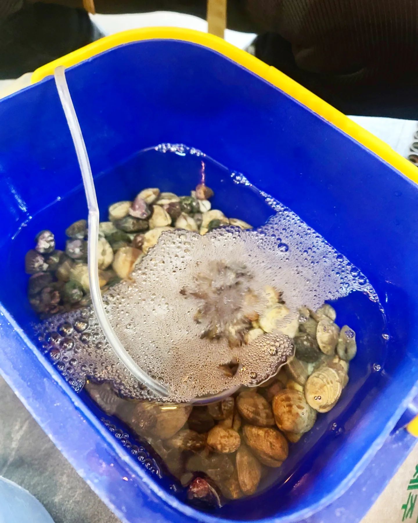 같이 일하는 동생 해녀설~~
저걸 주말에 캐서 가게까지 산소공급하며
3통이나 가지고온 클라스 보소
조개 미니소라들 말똥성게  해삼  톳
진짜 잘 먹었고 잘 먹겠슴둥
#해루질 #조개 #말똥성게 #해삼 #톳
#잘먹겠슴둥 #감사함