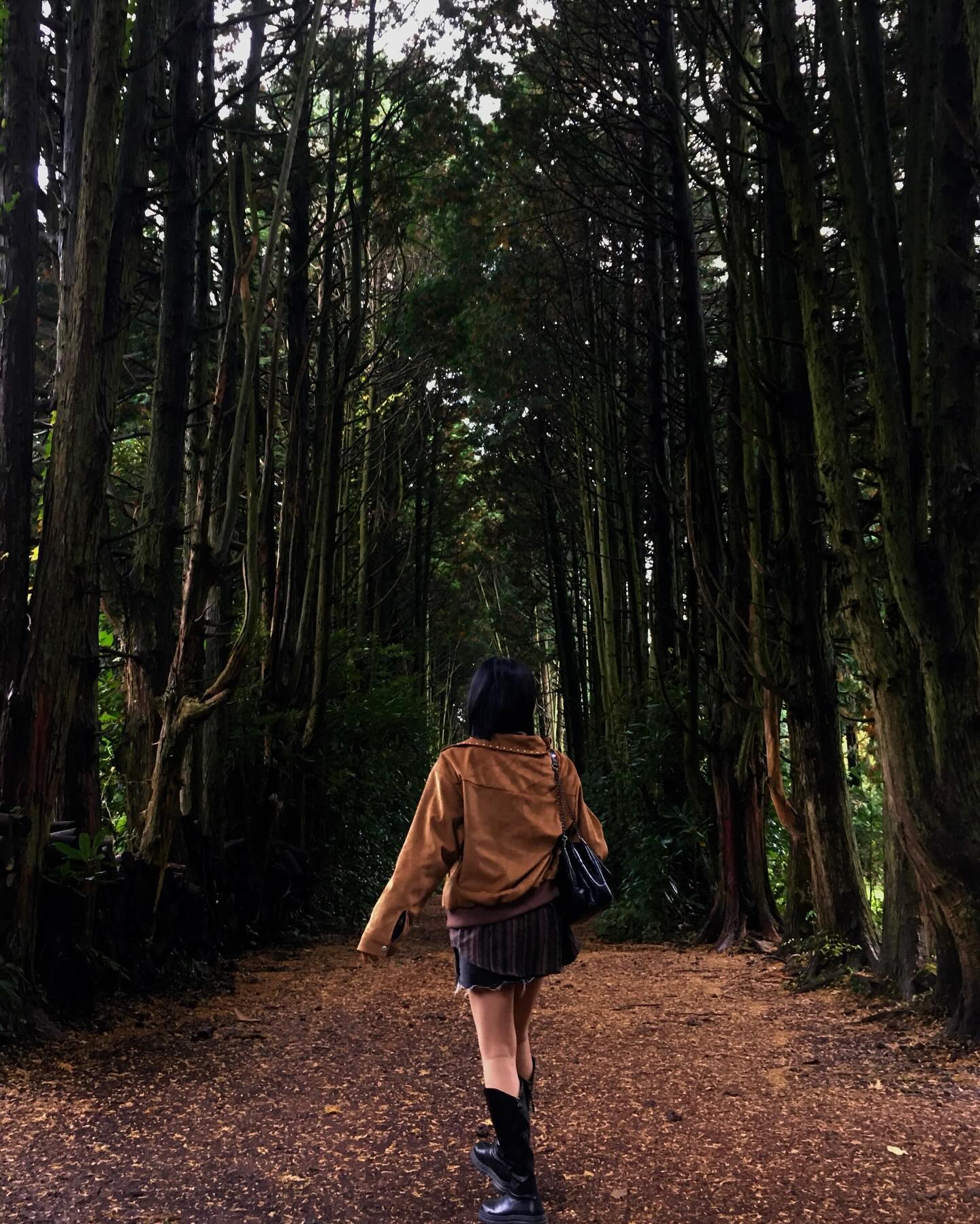 🍂🌳🍁🤎