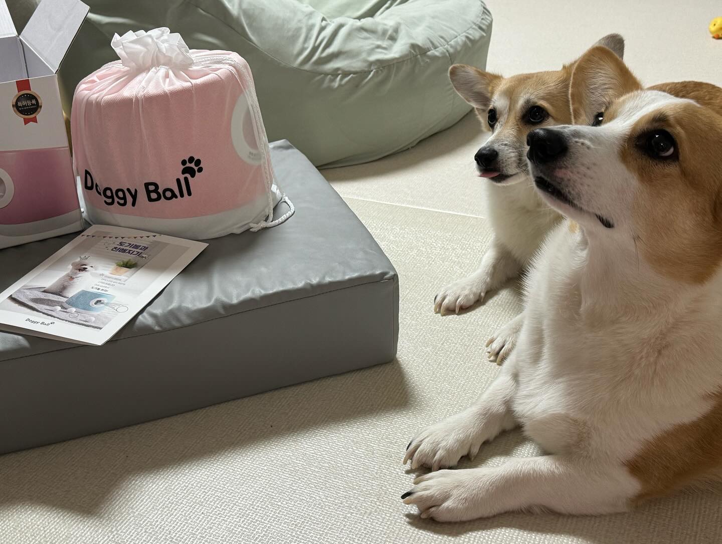 고기 생일선물 미리개시
공에 미친자 혼자놀길 바라며… 사줬는데
실상은 나에게준공 내가 저기 넣어쥬기 바쁘다 겁쟁이….ㅠ
.
.
#도기볼 #강아지장난감 #강아지공 #자동공놀이 #좋아요반사 #멍스타그램 #댕팔맞팔 #멍팔환영 #웰시코기 #중형견 #코코니볼 #호환