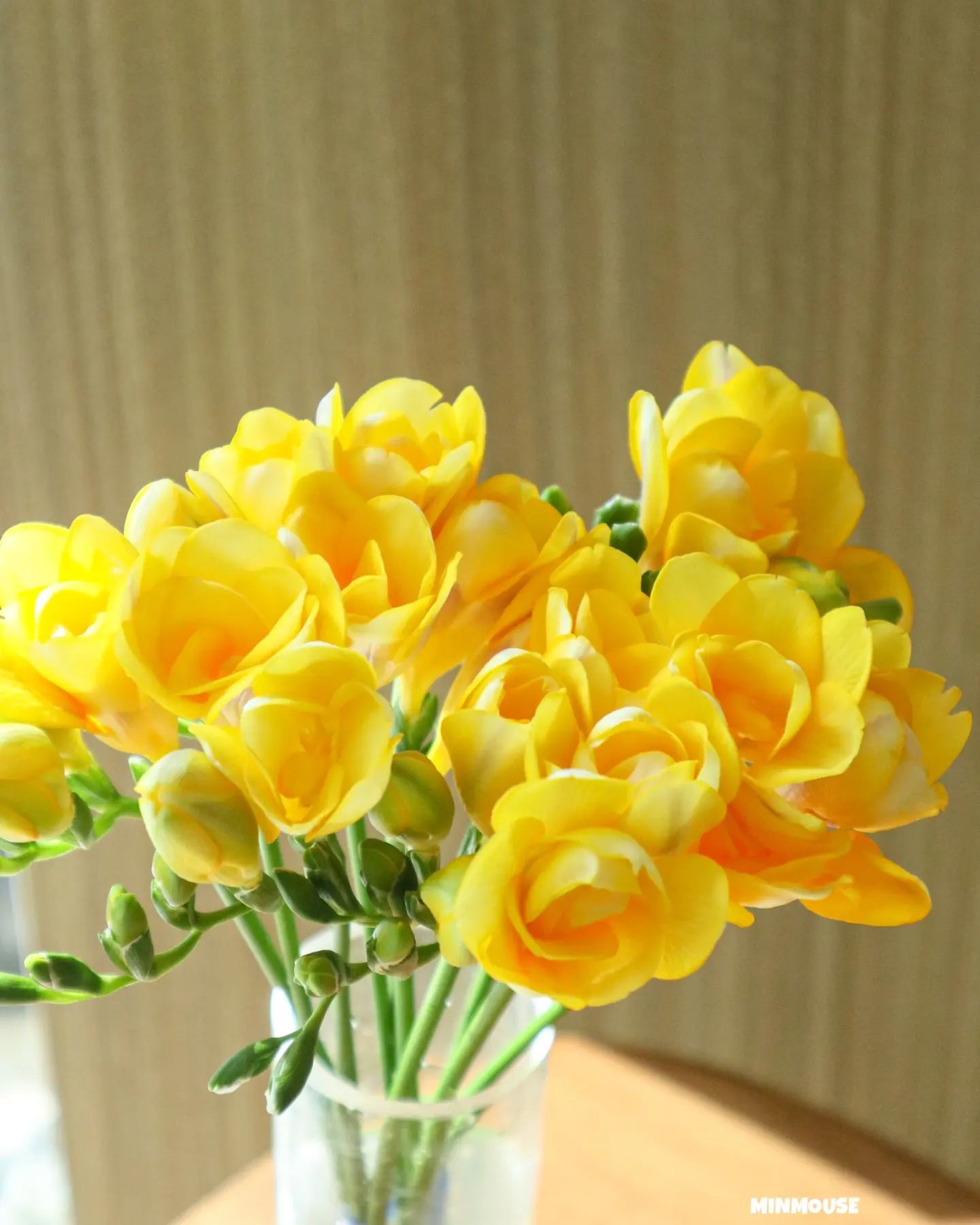 #프리지아 🌼
시간이 너무 빨리 지나가는 것이 느껴질 때면 잡고 싶지만
싱그러운 색깔과 향기가 나는 봄이 보고 싶다✨️