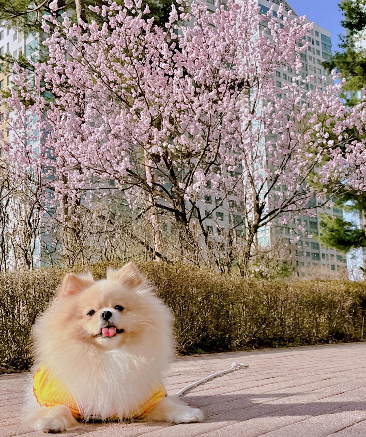 #라떼일상 #20240331 

라떼도 드디어 꽃개🌸
라떼와 3번째 맞이하는 벚꽃🫶🏻