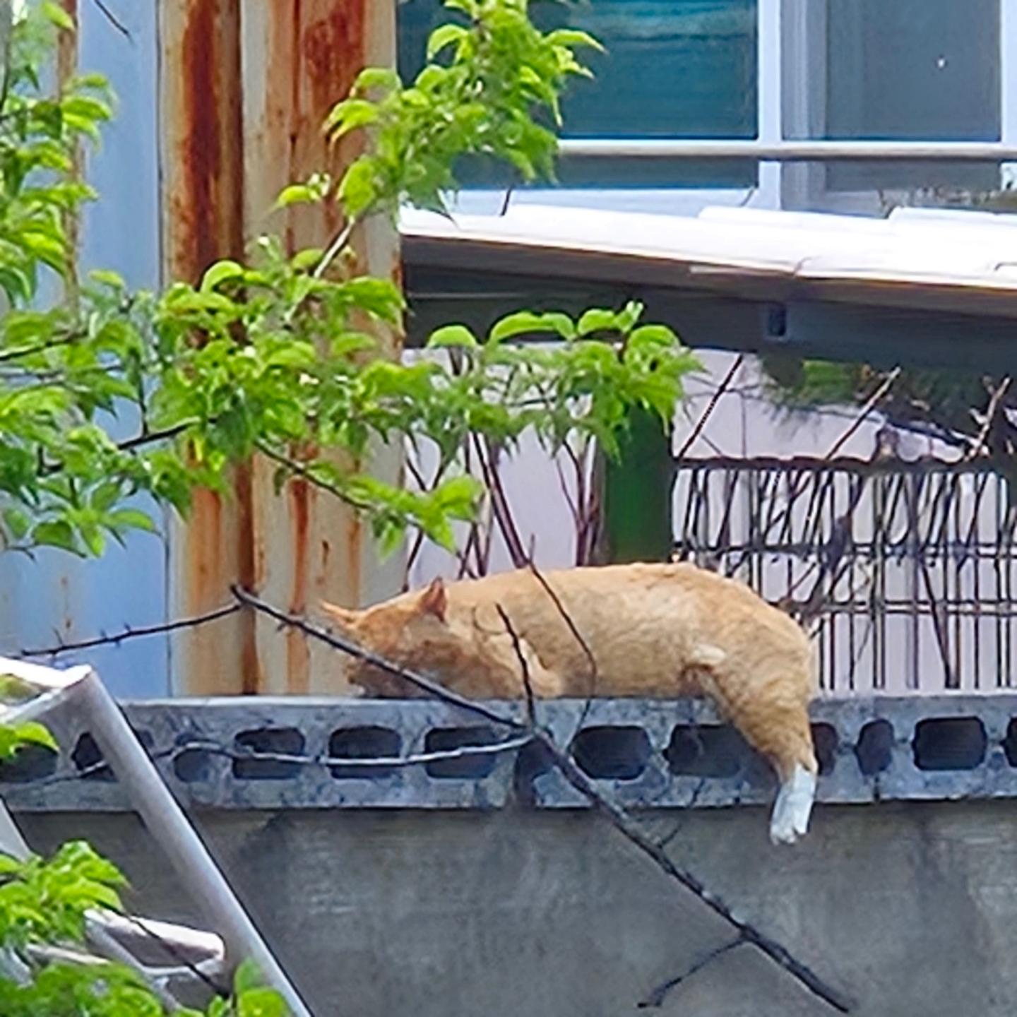 의성에서 만난 귀여운 칭구들 🐈🐕
그리고 구름이 ☁️