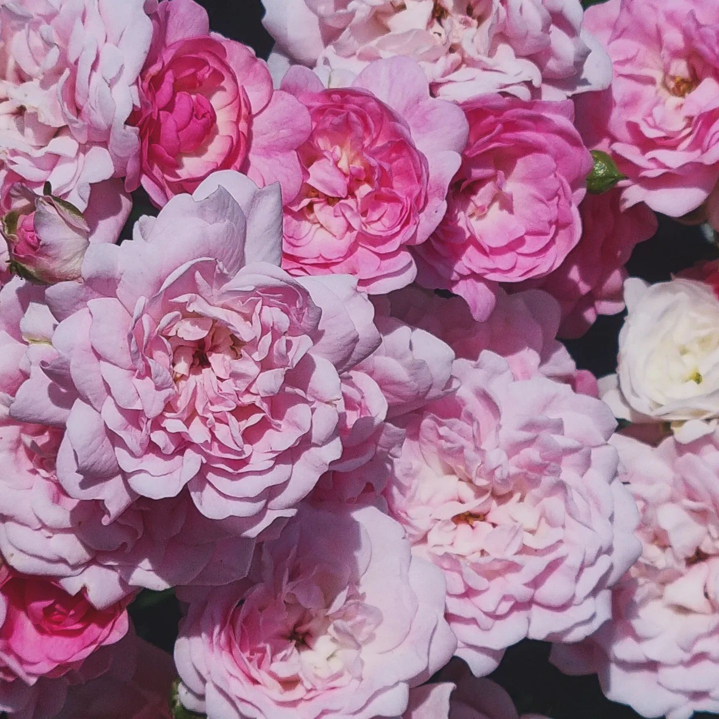 🌹🩷
