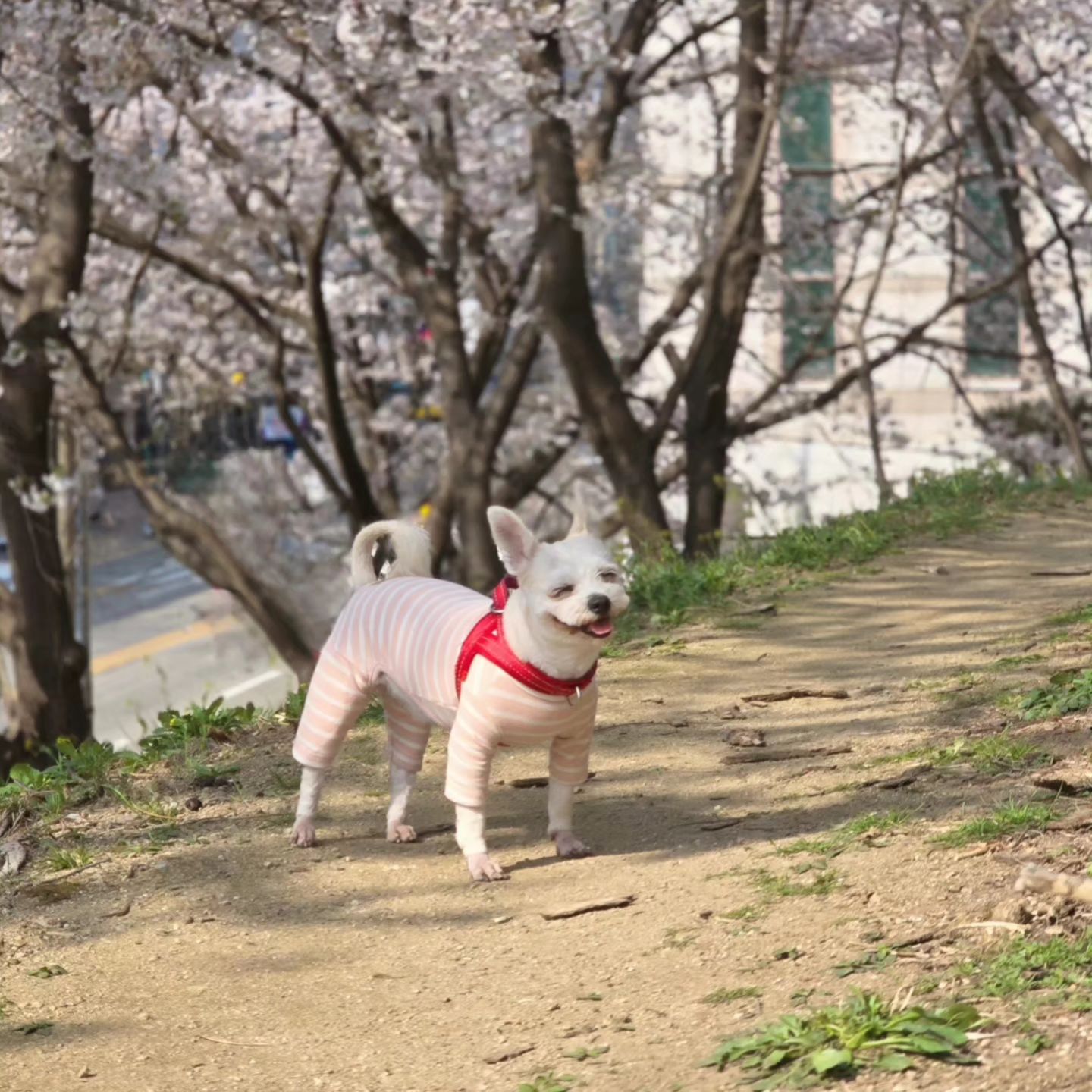 ⠀
⠀
⠀
⠀
⠀
행복한 강아지 🐶
⠀
⠀
⠀
#지난일기 #앨범털기
#반려견 #반려견그램 #반려인 #강아지 #댕댕이 #멍스타그램 #댕스타그램 #믹스견 #럽스타그램 #육아육견 #집사 #소통 #좋테 #좋반 #멍팔 #맞팔 #instadaily #daily #follow4follow #likeforlikes #instaphoto #love #dog #puppy
⠀
⠀
⠀