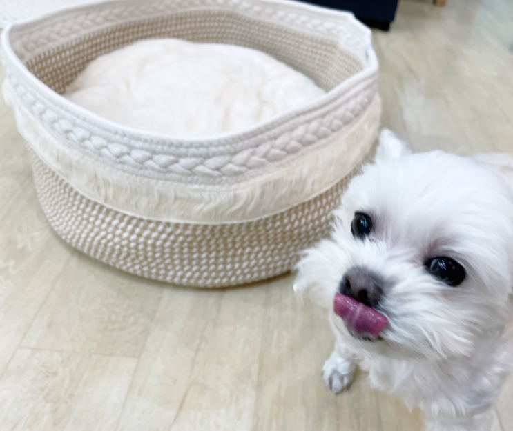 고양이쿠션 : 이쁜 디자인의 고양이쿠션 가티가티 코튼 쿠션 바스켓 최고!