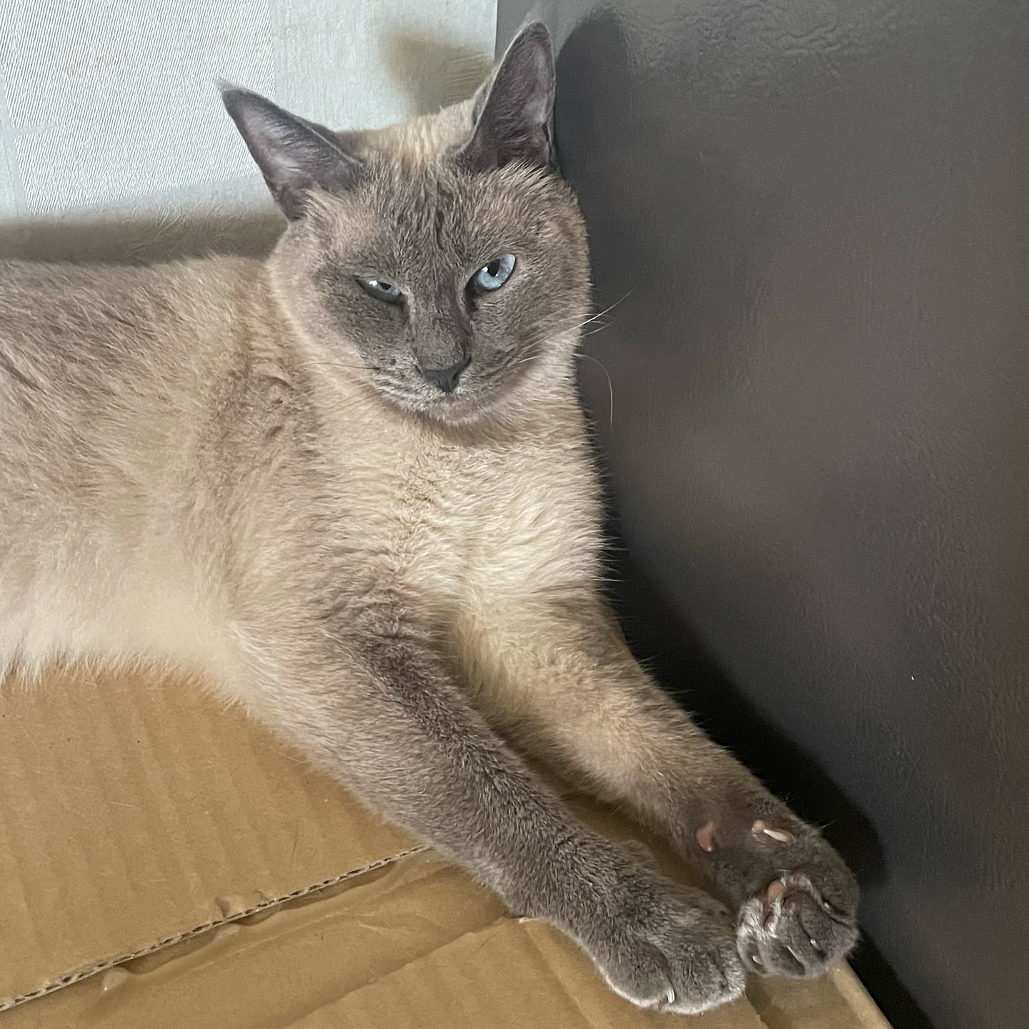 징ㅊㅑ ㄲ6ㅍHㄱr ㄷㄷr로 없ㄴH ••• 🙄

#고양이