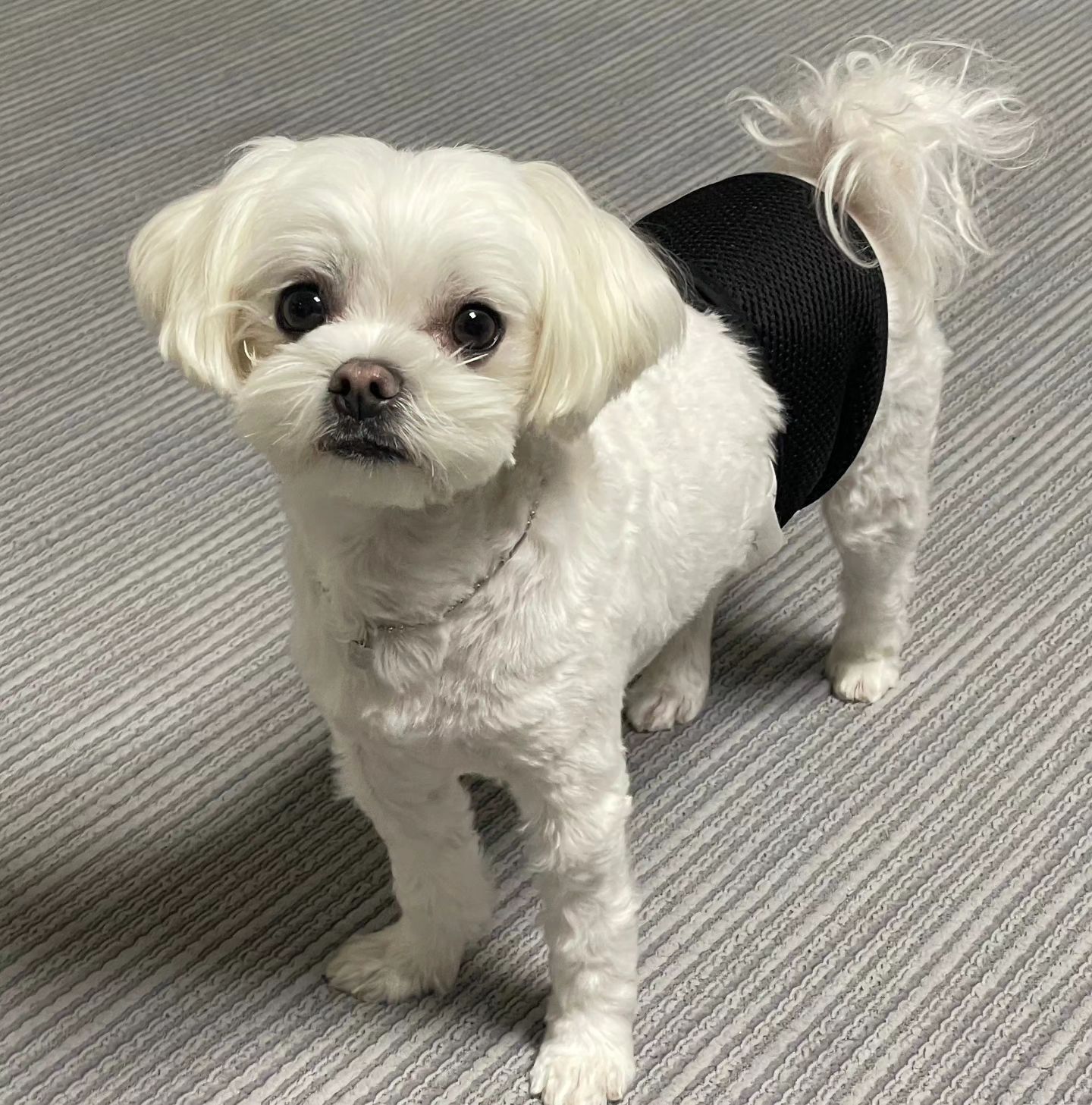 🏡하비네집에서 🐶하비 도리 휴지 젤리🤎
먹방 그리고 눈길 뚫고 귀가 🌬❄️
추억 방울방울 🤣