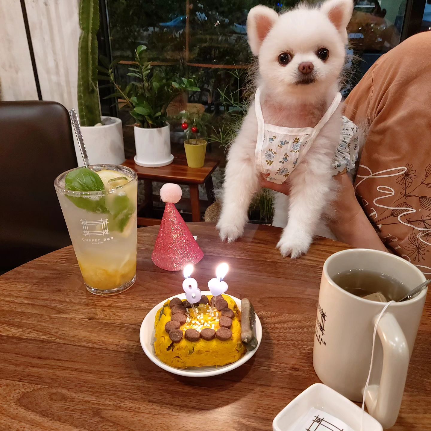 150살까지 살 강아지 솜이의 8번째 생일💕
항상 건강하고 아프지 말고 행복하게 지내줘 솜아🥰💓
올해 생일에는 아침부터 엄마가 열심히 직접 만들어주신 단호박 한우 케이크로 행복한 생일 보내버리기😚❣️
다른 댕댕이들도 모두 행복한 하루 보내멍🐶💙