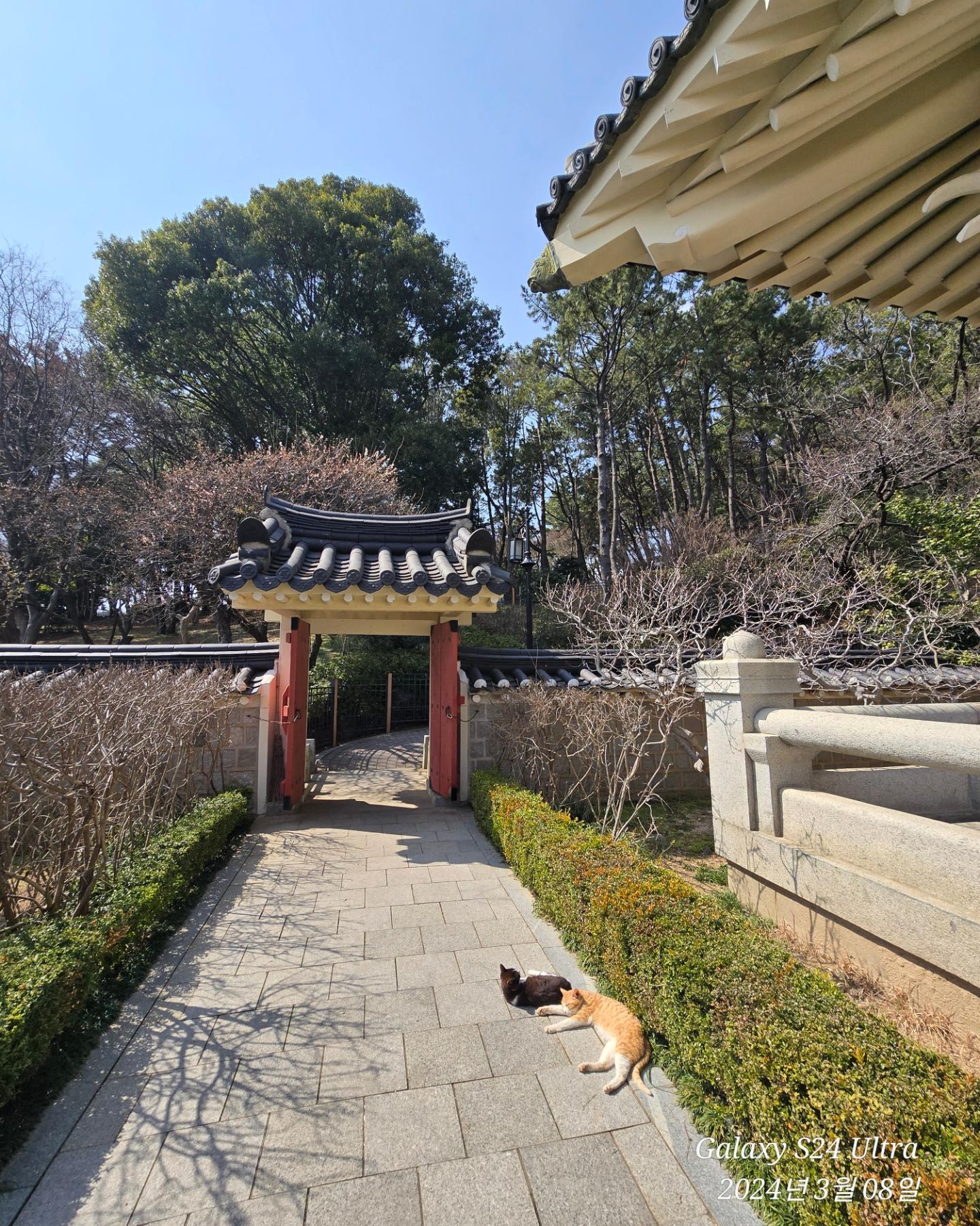 2024.03.08
동래 충렬사.
꽃이 아직 피지않앗고
동백꽃은 피기시작햇네.
한가로운 새끼고양이들 보기좋아서 찍어봄.

#지난일기#밀린일기 #충렬사