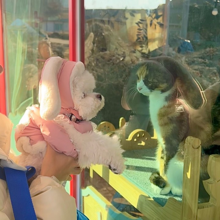 찌로토끼는.. 고양이한테 까여서 우우래..🥲🐰
((고양이 저거 하악질 맞아요?))