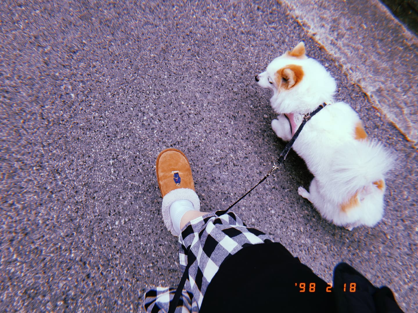 #240218 #강아지 #바리 #산책 #huji