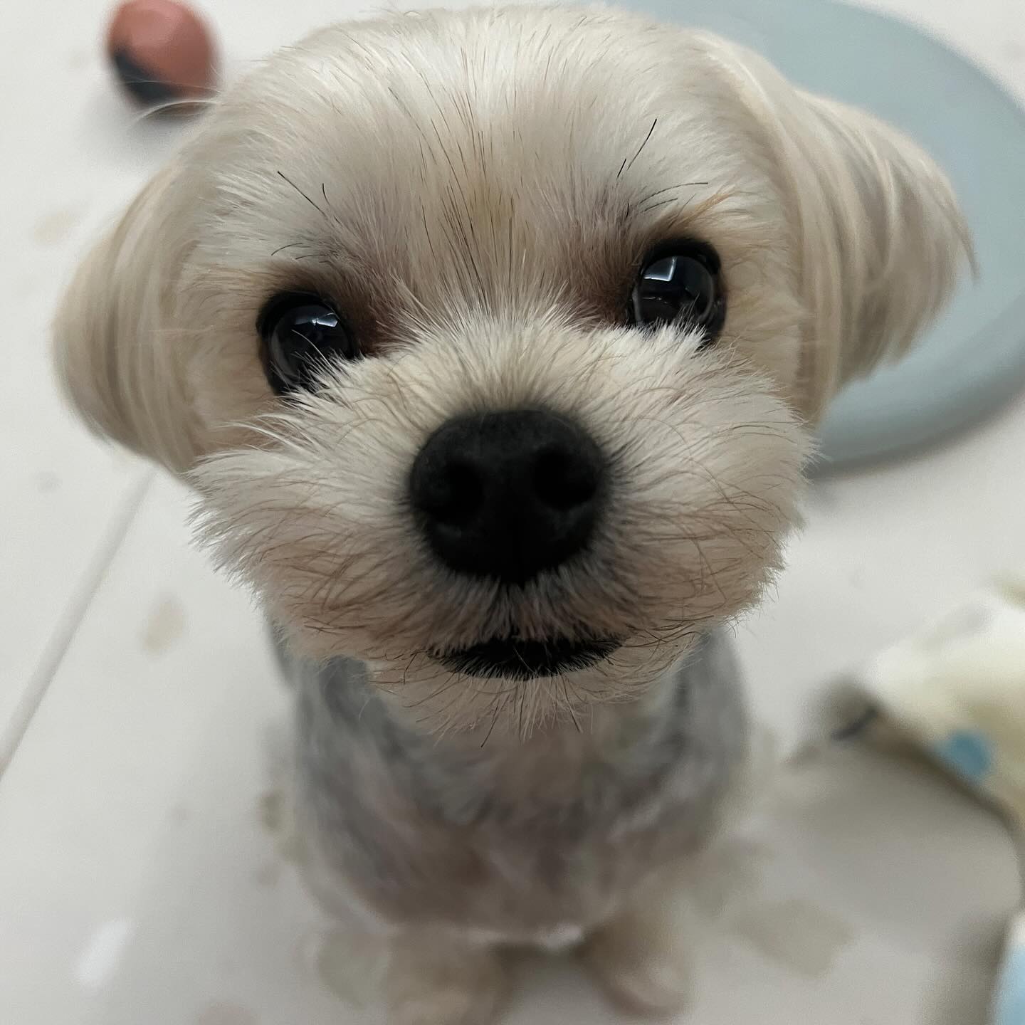 밥에 미친 맑눈광 그 자체
2살인 건강한 남자 몰리는 4.5kg의 댕댕이예요🥰

이 밥친자는 아주 배꼽시계가 정확해서
아침6시 저녁6시 되면
무조건 밥을 드셔야 하는 분이셔요

슬개골이 안좋다보니
체중관리가 필요해
항상 사료양을 신경써서 줘야하고
모든 사료를 잘먹지만
그 사료마다 권장량이 달라
이를 자동으로 측정해줄 수 있는
자동급식기라면 너무 좋을 것같아요💕
또한 집을 비울때 몰리가 제시간에 잘챙겨먹는지
확인할 수 있는 펫캠도 같이 내장되어있으면 좋겠더라구용

현재 사료는 스탤라앤츄이스 제품을 먹고 있어요
모든 사료를 편식 안하고 잘먹어주는 몰리에게 항상 고맙지만

배고프다고 엄마를 때리는 행위는 멈춰줬으면 해요,,🥹

디클펫 제발 도와줘요,, 이 가정폭력 더이상 참을 수 없스ㅓ,,,,,😞
이러다 탈모오겠다구요-!

#Repost dicle_pet with use.repost
・・・
😺
.
Lovius 💕
.
😍디클펫 dicle_pet 을 팔로우하면 언제나 좋은소식~

안녕하세요~ 디클펫 입니다.💕

디클펫 자동급식기가~ 여러분들에게 많은 💕사랑을 받고 있는데요~ 너무나 감사드려요🙏
그래서 이번엔 더 많은 💕사랑을 나누기위해 ~ 

⭐️여러분의 🐶🐱댕냥이들을 소개해주세요~~⭐️
⭐️디클펫에서 자동급식기를 🎁선물로 드립니다!

⭐️폭식대마왕~  찔끔소심쟁이~  뚱멍이~ 뚱냥이~ 체중조절이 필요한 친구들~ 등
⭐️아이들 소개와 사료 급여시 고민했던 부분,  자동급식기가 필요한 이유를 알려주세요!

⭐️정성껏 참여해주신 분 중 선정되신 주인님께는~ 디클펫에서 🎁자동급식기를 보내드립니다~
⭐️추후 신제품 개발시에도 고려 할께요~ ^^*

📌참여방법

✅dicle_pet 팔로우 & 본 게시물 좋아요 & 리그램(리포스트) & dicle_pet 사진태그 해주세요~
✅리그램 게시물에 우리 아이들 소개(사진첨부)와 자동급식기가 필요한 이유를 자유롭게 알려주세요~ 😍🙏
(강아지/고양이? 이름? 성별? 나이? 몸무게? 식사량? 건강상태? 우리아이성격? 현재 사료의 이름?종류?브랜드?)
(디클펫 자동급식기를 아셨나요?  꼭필요한 기능? 원하는 가격대? 디자인? 필요한 옵션? 사료 급여시 고민했던 부분?) 
(자동급식기가 왜 필요하신가요?  새벽마다 밥달라고 깨워요~ 한번에 너무 많이 먹어요~ 다이어트해야해요~ 퇴근이 불규칙해요~ 여행을 자주가요~
정해진 시간에 약을 줘야 해요~ 분리불안이 있어요~ 간식과 사료를 골고루 주고 싶어요~ 늦잠을 자고 싶어요~ 등등)
(디클펫에 바라는 점~  향후 출시 해줬으면 하는 우리 아이들 제품 용품 등등)
(📌위 내용에 충실하신 분~ 센스있는 아이들 사진 올려주신 분~ 😍당첨 확률 UP ~)

✅참여기한 : 24/01/19 ~ 24/02/12 24:00
✅당첨상품 : 디클펫 자동급식기 랜덤 제공 ,  총 10명(1인 1개)
✅당첨자발표 : 02/16 금요일 12:00

⭐️사용 후 멋진 후기와 함께 친구들에게도 많이 많이 알려주실 분! 😍당첨 확률 UP UP ~
⭐️어서 신청해주세요!

⭐️감사합니다!

#디클펫 #디클펫아이들소개이벤트 #디클펫자동급식기 #반려동물자동급식기

📌유의사항
이벤트 내용은 당사 사정에 따라 변경될 수 있습니다.
제공된 정보는 향후 마케팅 목적으로 사용 될 수 있습니다.