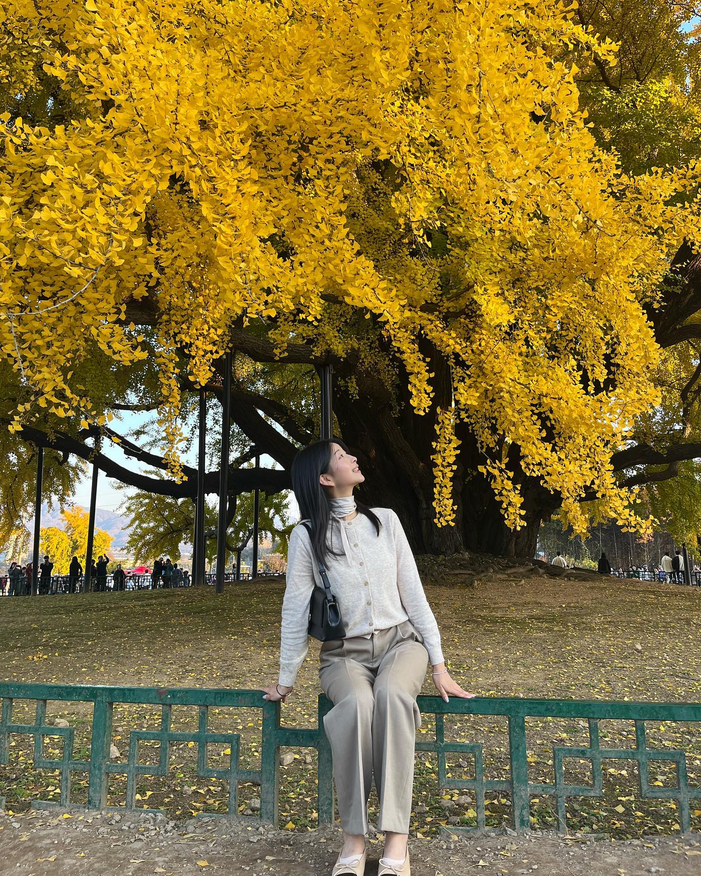 인생에서 가장 커다란 나무였던
반계리 은행나무🍁 나이는 무려 800년이 넘은 나무라는데 노랗게 익은 모습으로 멀리서 보아도 반짝이는 아름다움이 넋을 놓게 만들었고 수 많은 사람들이 추억을 남길 수 있게 품안에 미소를 주었던 원주 반계리 은행나무🍁 

가을에 맞는 오트밀 컬러의 가디건과 윤기나는 스카프 그리고 백과 슈즈의 레더로 통일감을🤎
.
.
#반계리은행나무 #원주여행 #원주가볼만한곳 #강원도여행 #가을여행 #가을산책 #가볼만한곳 #가을코디 #단풍명소 #여자가을코디 #여자데일리룩 #데일리룩코디 #일반인모델