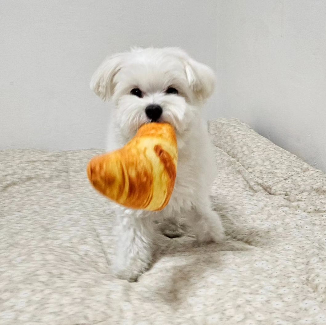 이건니빵🥐🐶🐶

뒤에껀 내빵이얌🥖 탐내지마🫤ㅋㅋㅋㅋㅋㅋ

#봄이스타그램 #강아지장난감 #멍멍이 #댕댕이 #도그스타그램 #강아지일상 #지칠줄모르는체력 #말티즈그램 #dogstagram