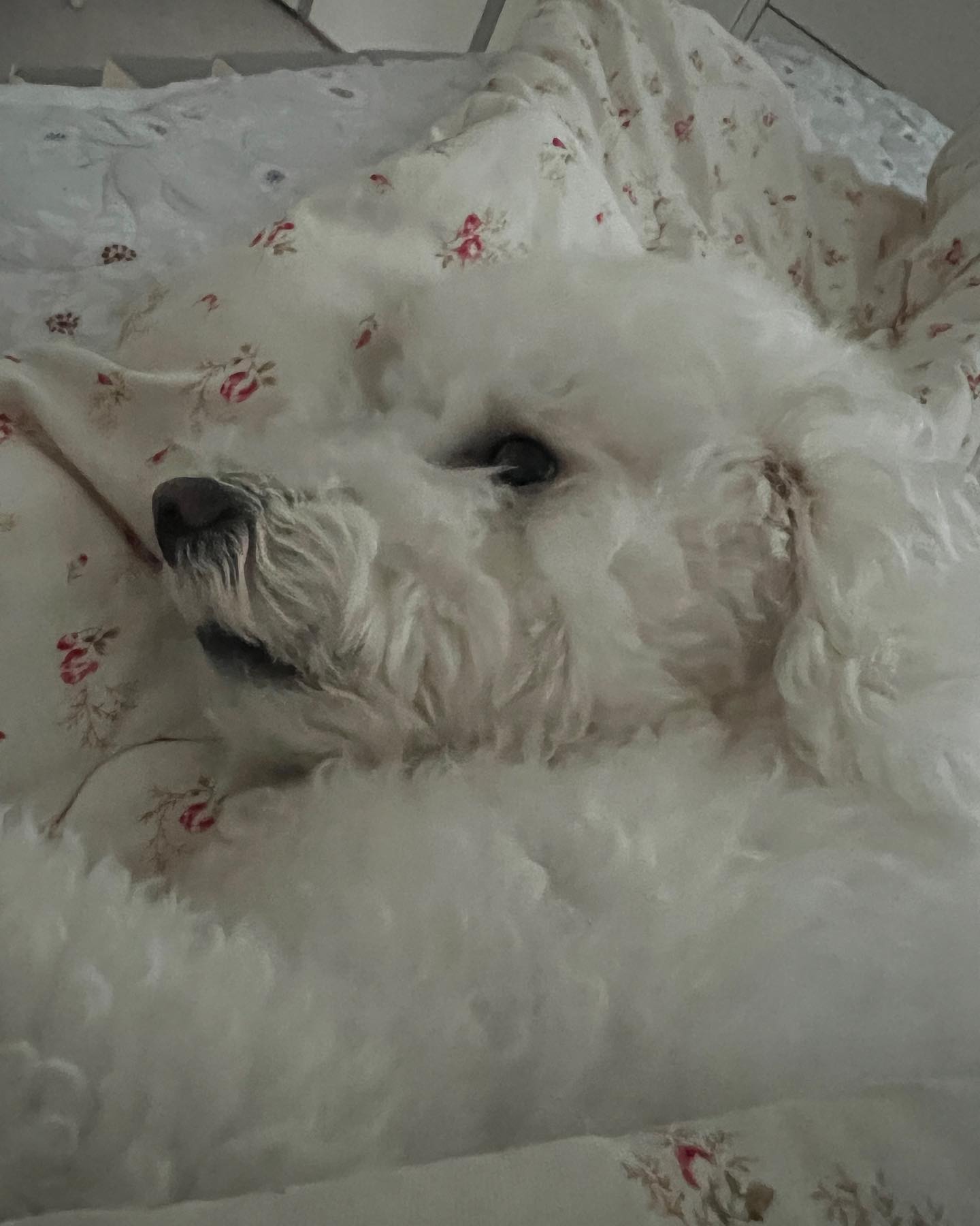 넘모 ㄱㅇㅇ

#비숑프리제 #밥풀이그램🐾 #비숑밥풀이🍚 #내곰돌이 #bichon #bichonfrise #petstagram #dogstagram #개스타그램 #일상💕 #소통🙆 #선팔맞팔환영🙌 #극한견주 #밥풀이견주의삶 #우리집막냉이🐶 #산책이고단해 #기잘