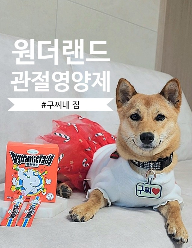 강아지 관절 영양제 추천 ! 기호성좋은 원더랜드 다이나믹 테일즈 깡총깡총
