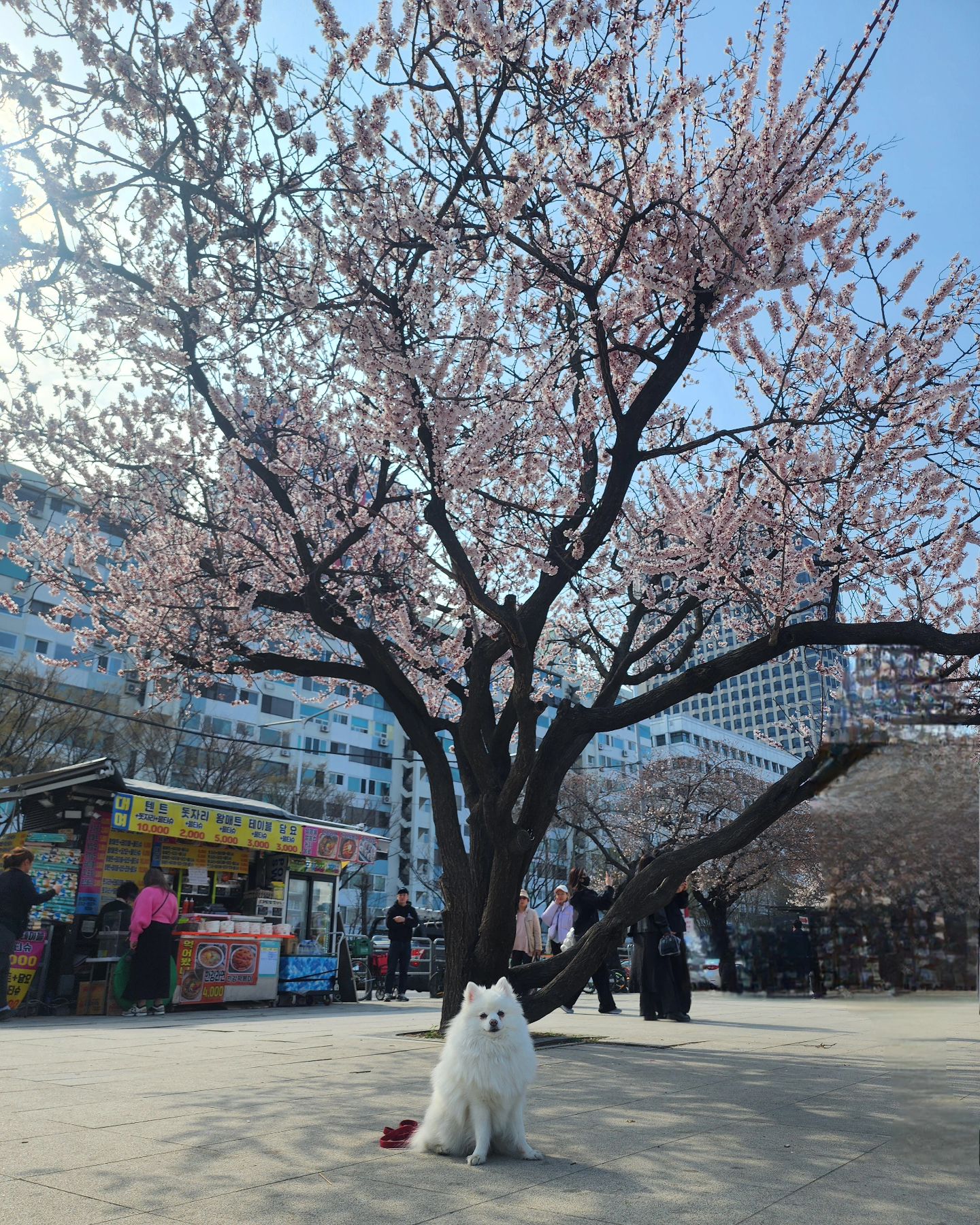 형아랑 벚꽃놀이