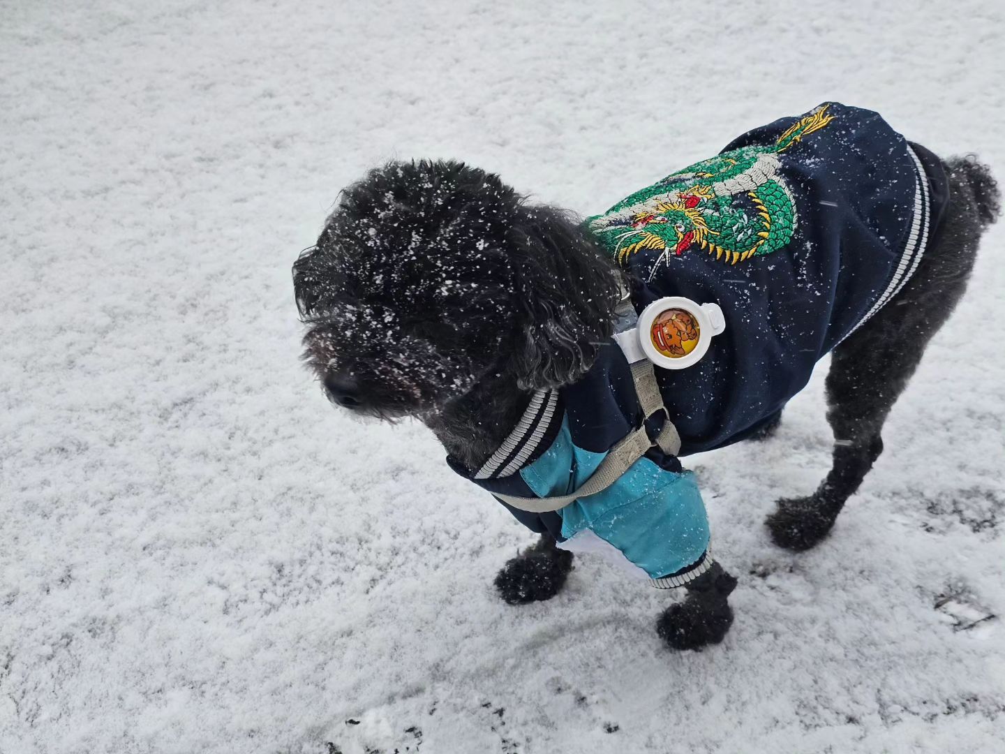 우리 또또가 좋아하는 눈이 펑펑❄️☃️