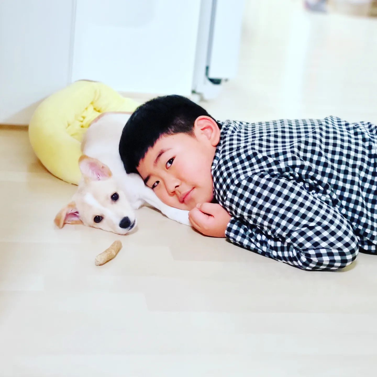 뿌뿌바라기♡
귀여븐것들 ㅎㅎ

#유기견입양