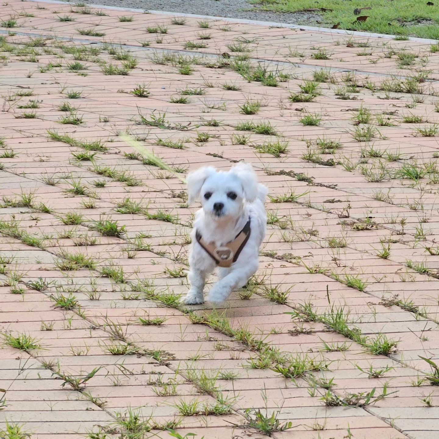 연휴첫날~저녁산책♡
.
.
.
#말티즈산책 #연휴첫날저녁 #몰티즈그램 
#산책스타그램 #우리귀요미 #말티즈러브 
#몰티즈 #말티즈 #아기댕댕이 #Maltese #멍뭉미 #멍스타그램 #maletsebaby #maltesefamily #maletespuppy #malteselife #malteselove #maltesedogs #doglover #malteseclub #puppystagram #instapet #instapuppy #マルチーズ #马尔济斯犬